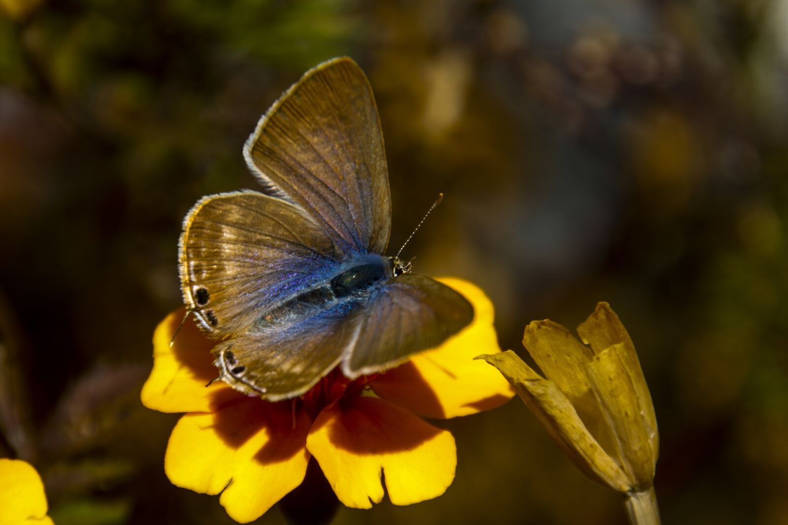 Canon EOS 70D sample photo. Autumn leaves, autumn, butterfly photography