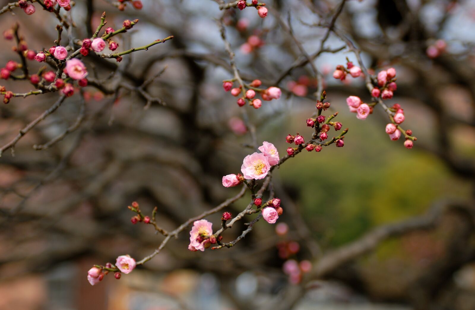 Nikon D200 sample photo. Red plum, korea, flower photography