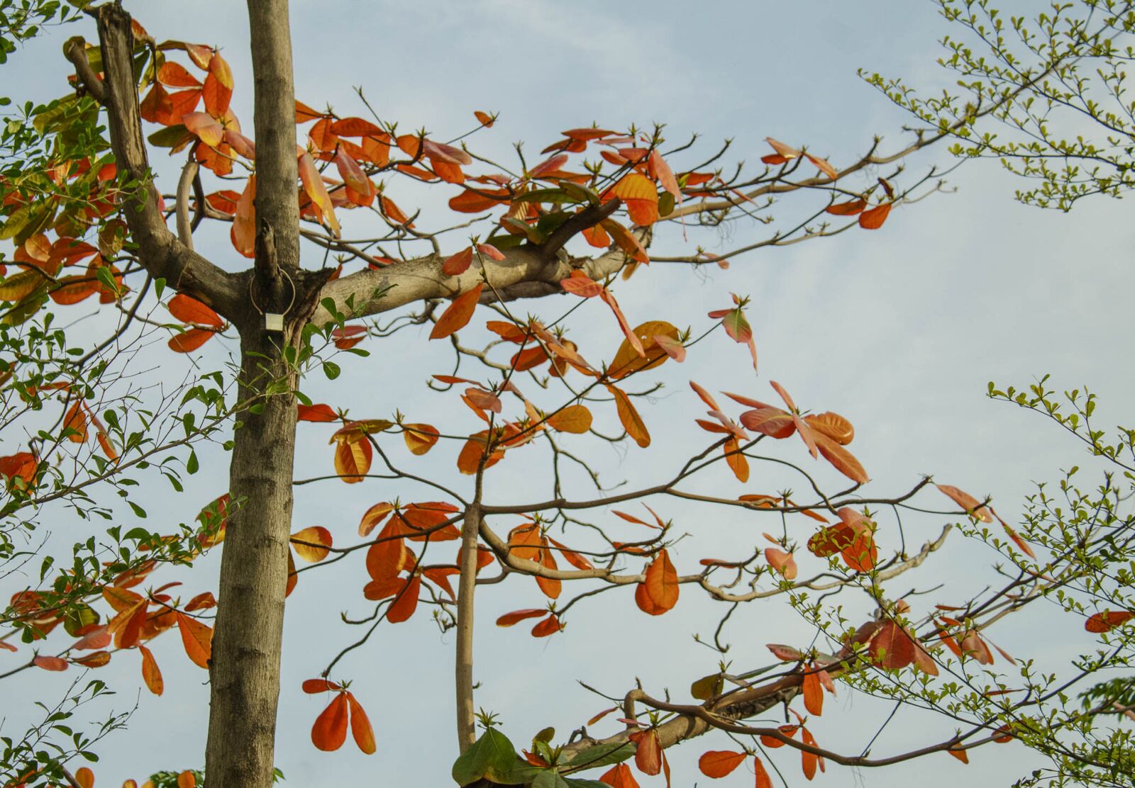 Canon EOS 1300D (EOS Rebel T6 / EOS Kiss X80) sample photo. Summer, tree, nature photography