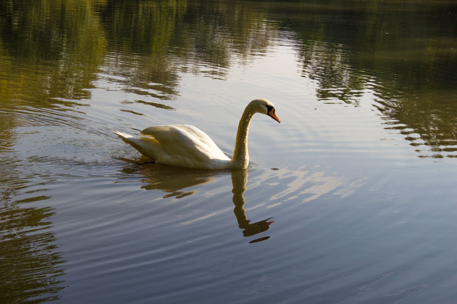 Canon EOS 600D (Rebel EOS T3i / EOS Kiss X5) sample photo. Swan, water, nature photography