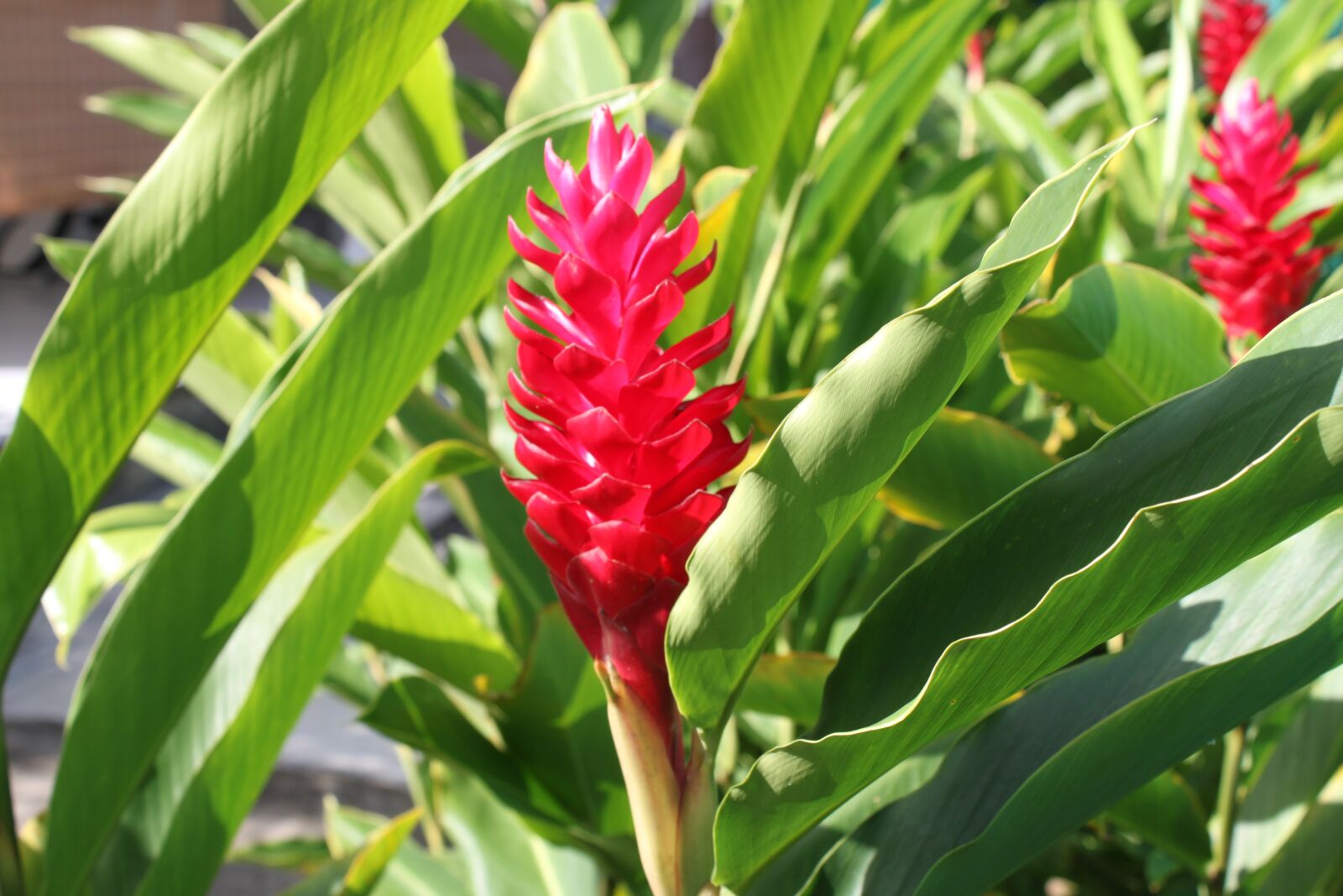 Canon EOS 500D (EOS Rebel T1i / EOS Kiss X3) sample photo. Guadeloupe, flower, exotic photography