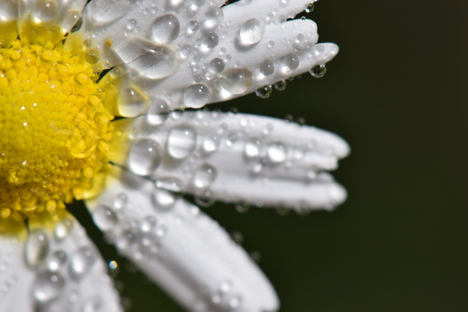 Nikon D5300 sample photo. Flower, drops, nature photography