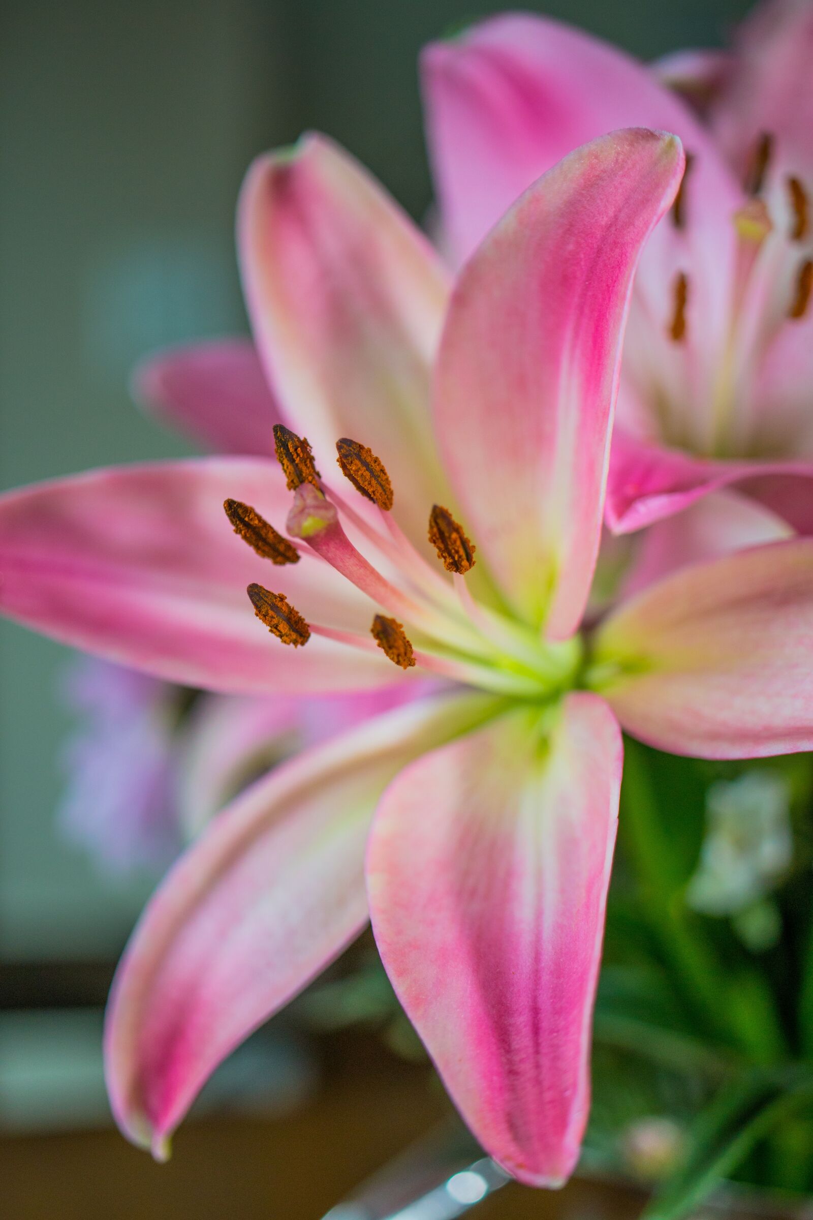 Canon EOS 70D sample photo. Flower, pink, blossom photography