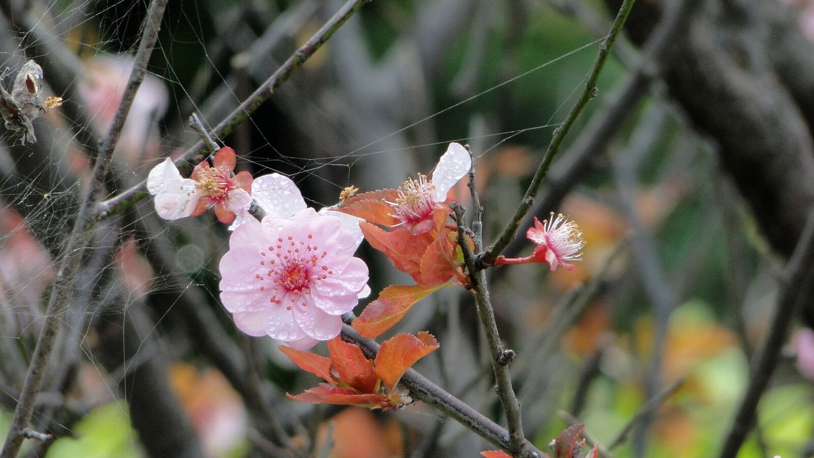 Sony Cyber-shot DSC-HX1 sample photo. Flower, yu lee, spring photography
