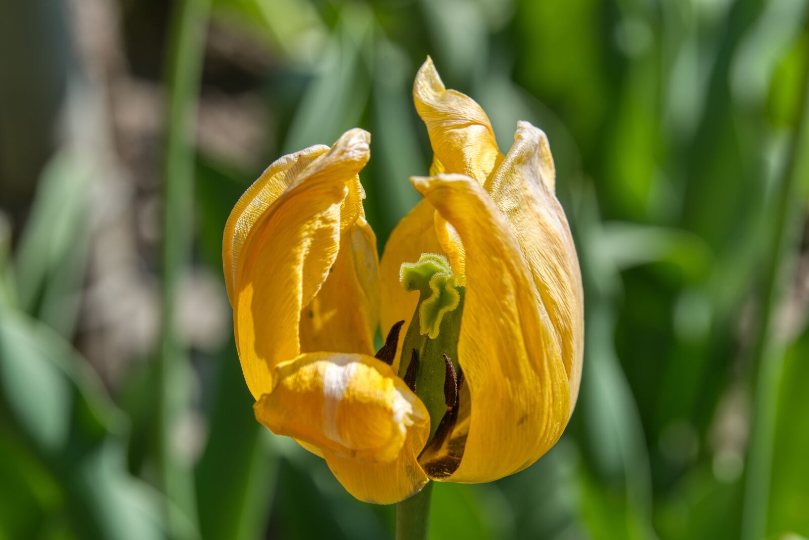 Nikon D750 sample photo. Tulip, blossom, bloom photography