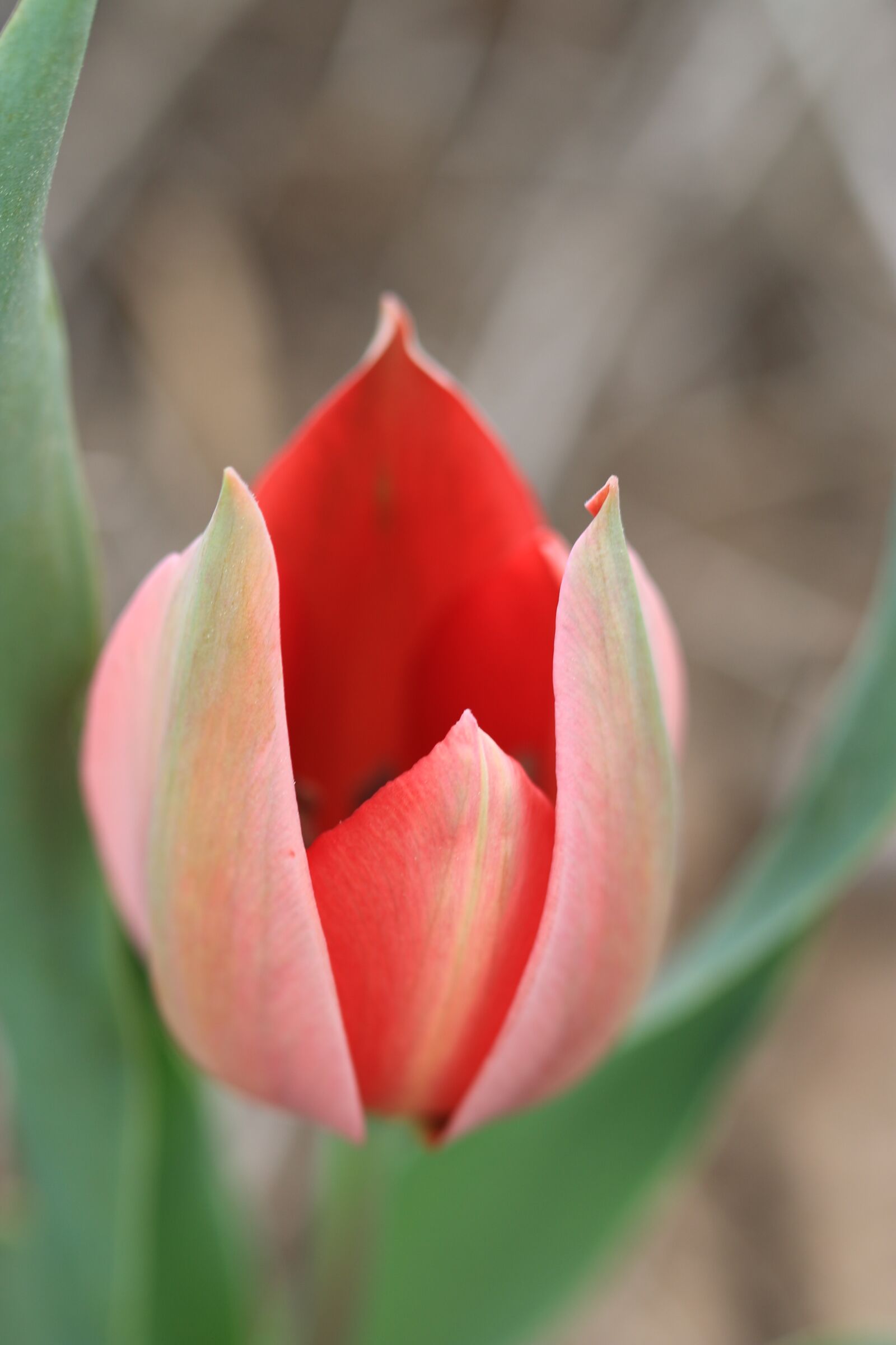 Canon EOS 70D + Canon EF 100mm F2.8 Macro USM sample photo. Tulips, green, red photography