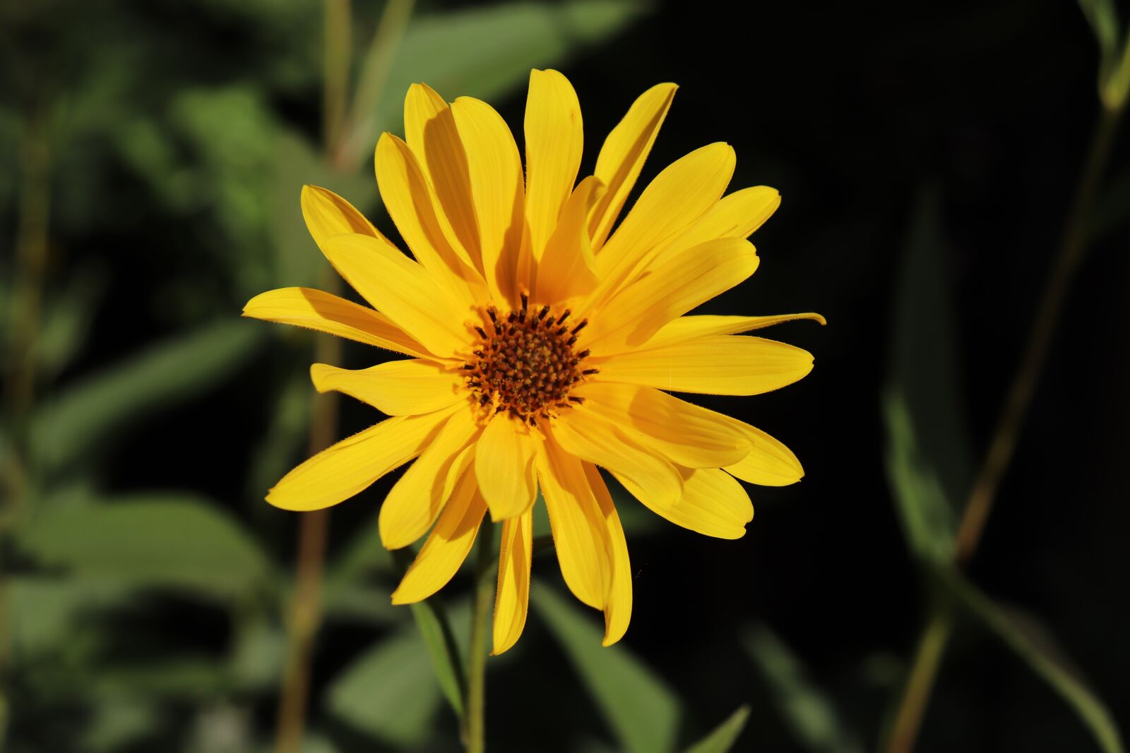 Canon EOS 800D (EOS Rebel T7i / EOS Kiss X9i) sample photo. Hélianthus, sun, flowers photography