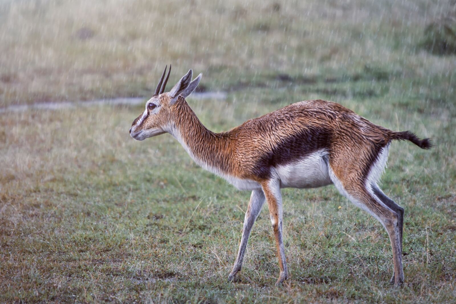 Nikon D3S sample photo. Animal, gazelle, africa photography