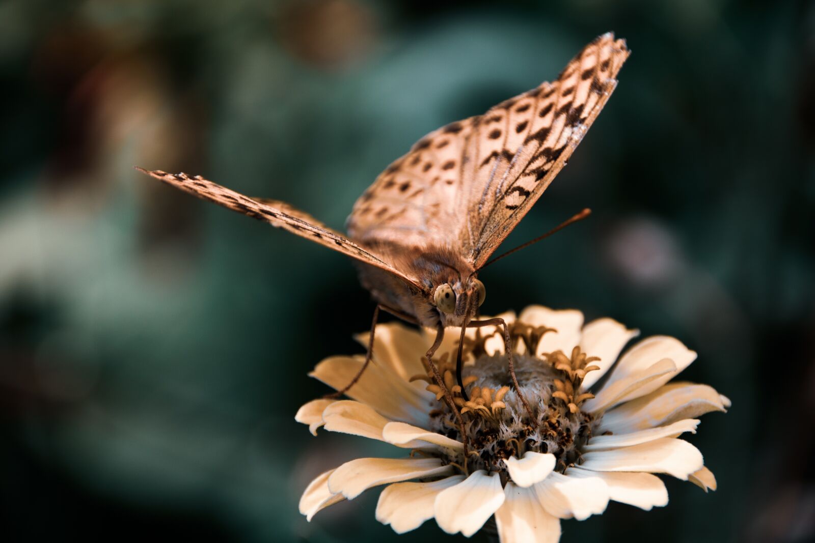 Canon EOS 750D (EOS Rebel T6i / EOS Kiss X8i) sample photo. Insects, butterfly, flower photography
