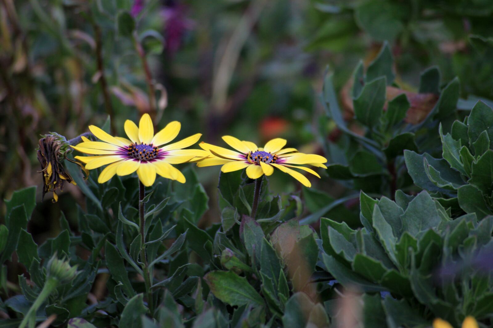 Canon EOS 50D sample photo. Yellow flower, flowers, plants photography