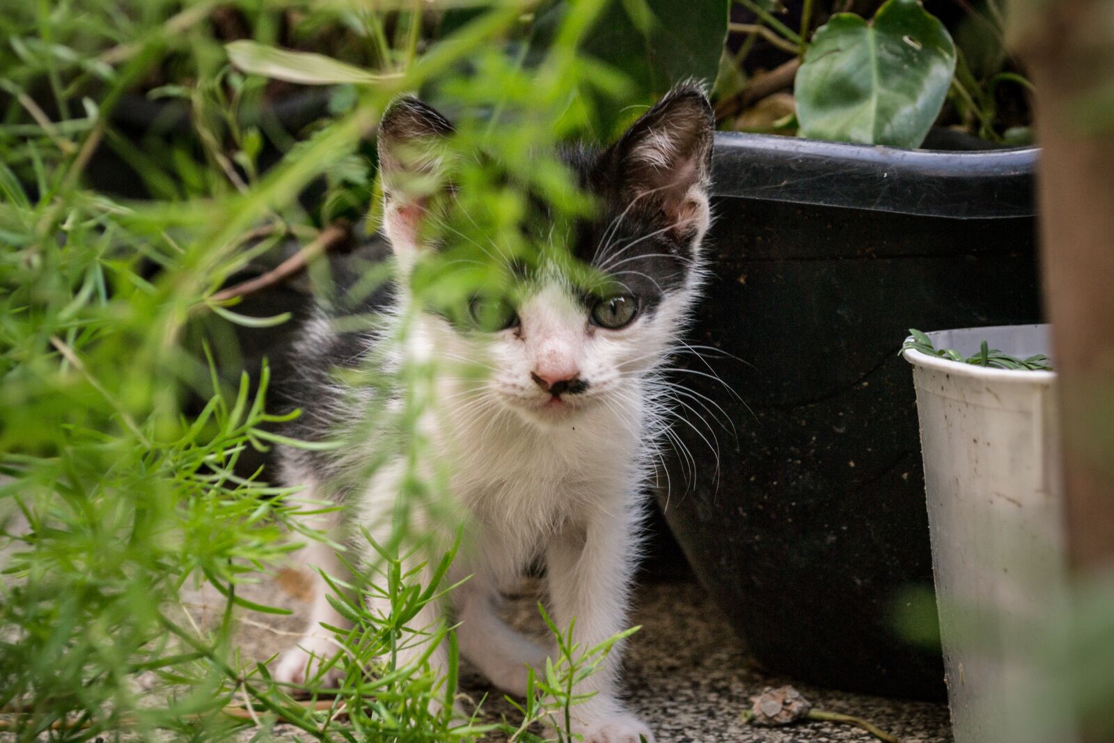 Nikon D3100 sample photo. Cat, kitty, pet photography