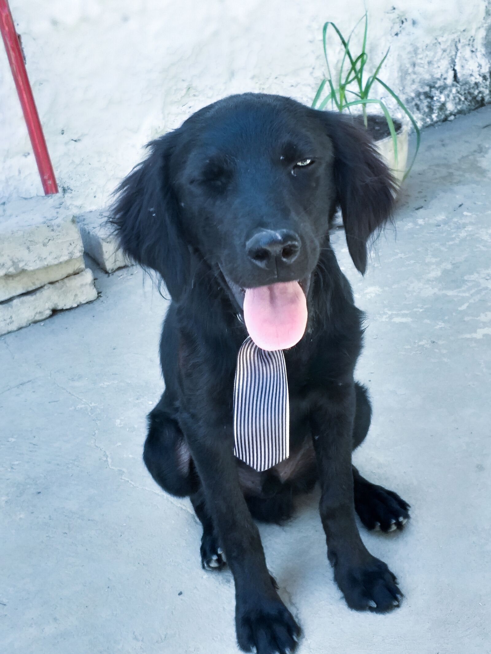 Samsung Galaxy J8 sample photo. Dog, love, animal photography