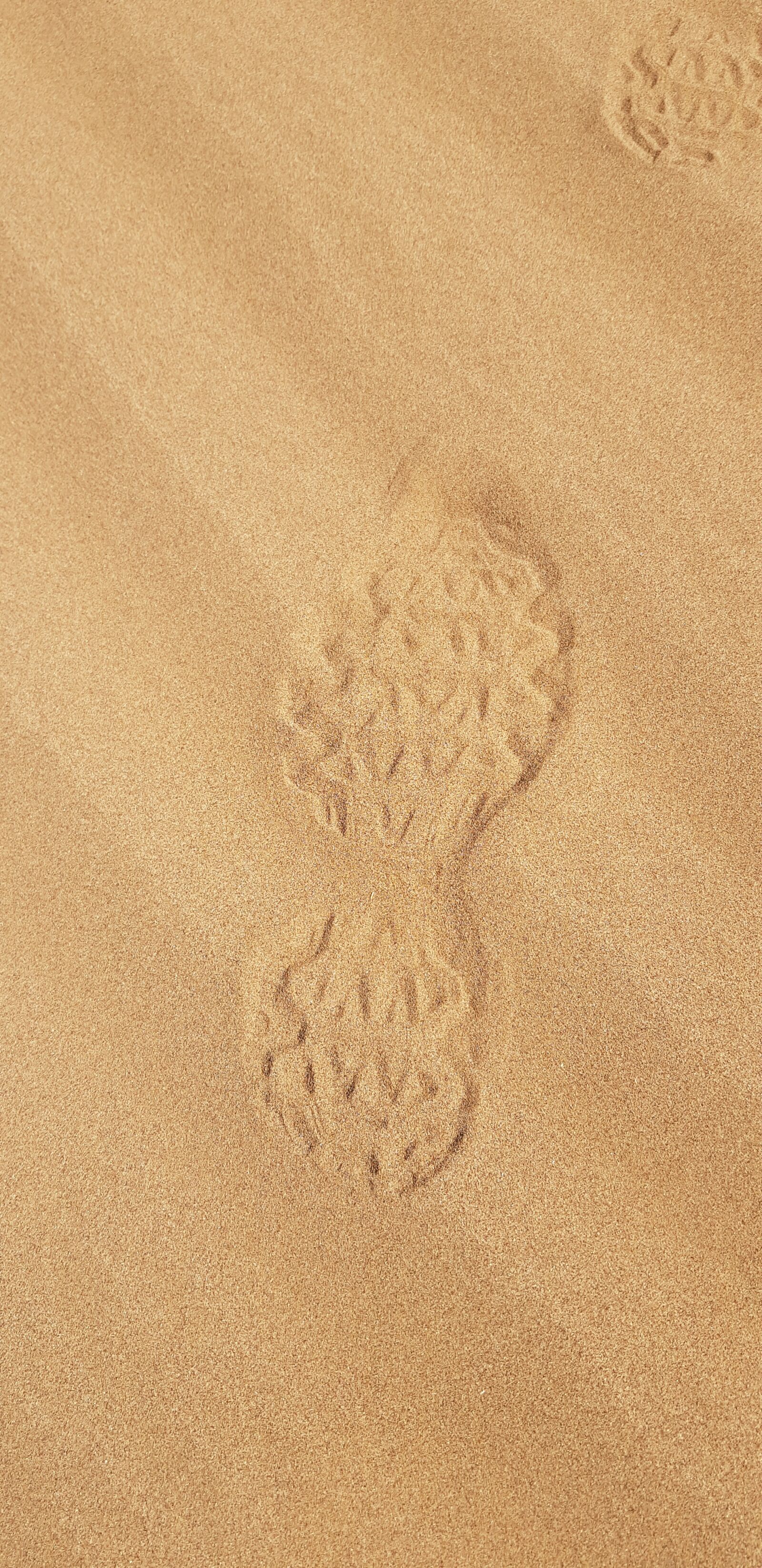 Samsung Galaxy S8 sample photo. Trace, sand, shoe photography