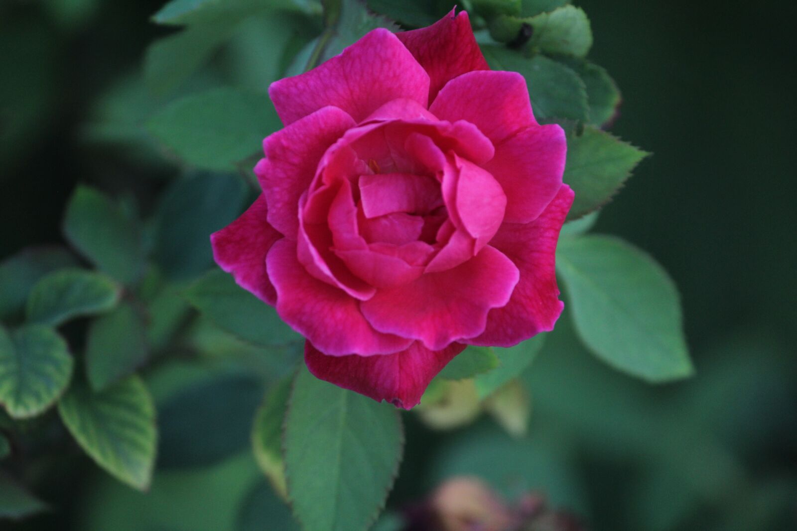 Canon EOS 1200D (EOS Rebel T5 / EOS Kiss X70 / EOS Hi) sample photo. Rose, indian rose, red photography