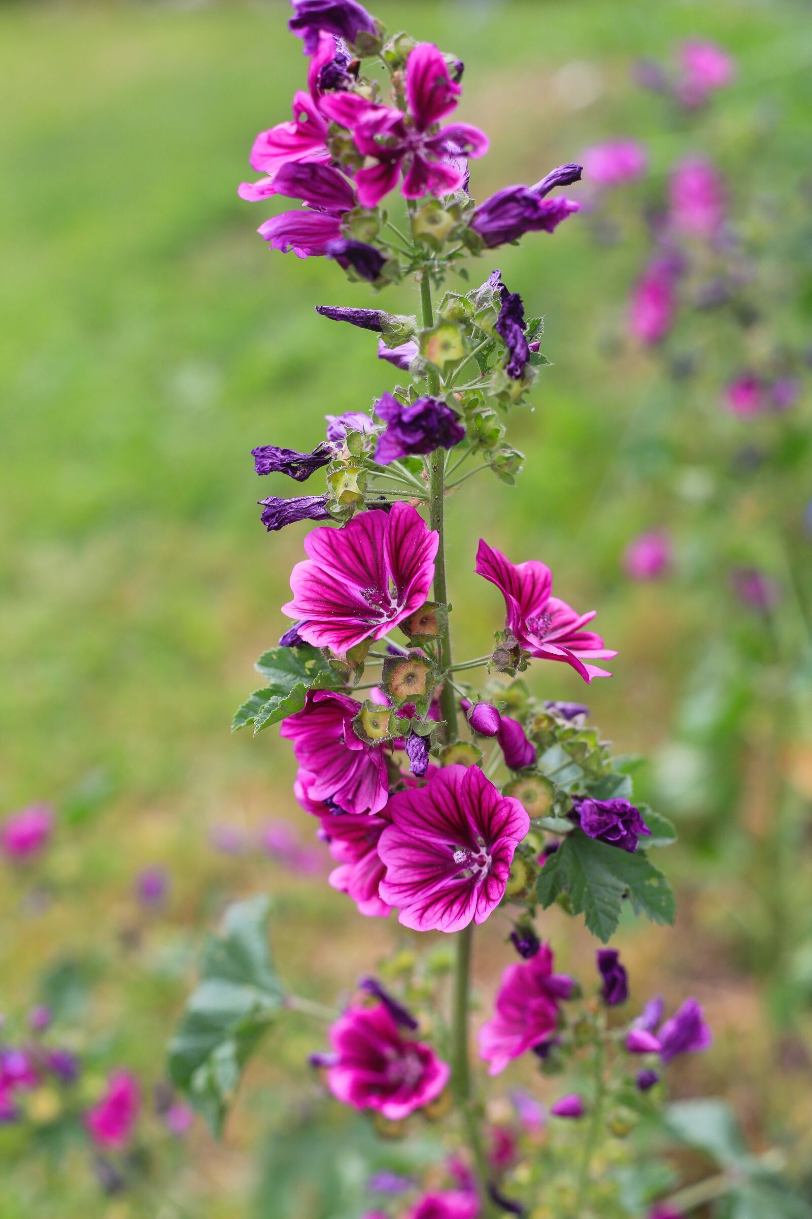 Canon EOS 6D sample photo. Flowers, violet, meadow photography