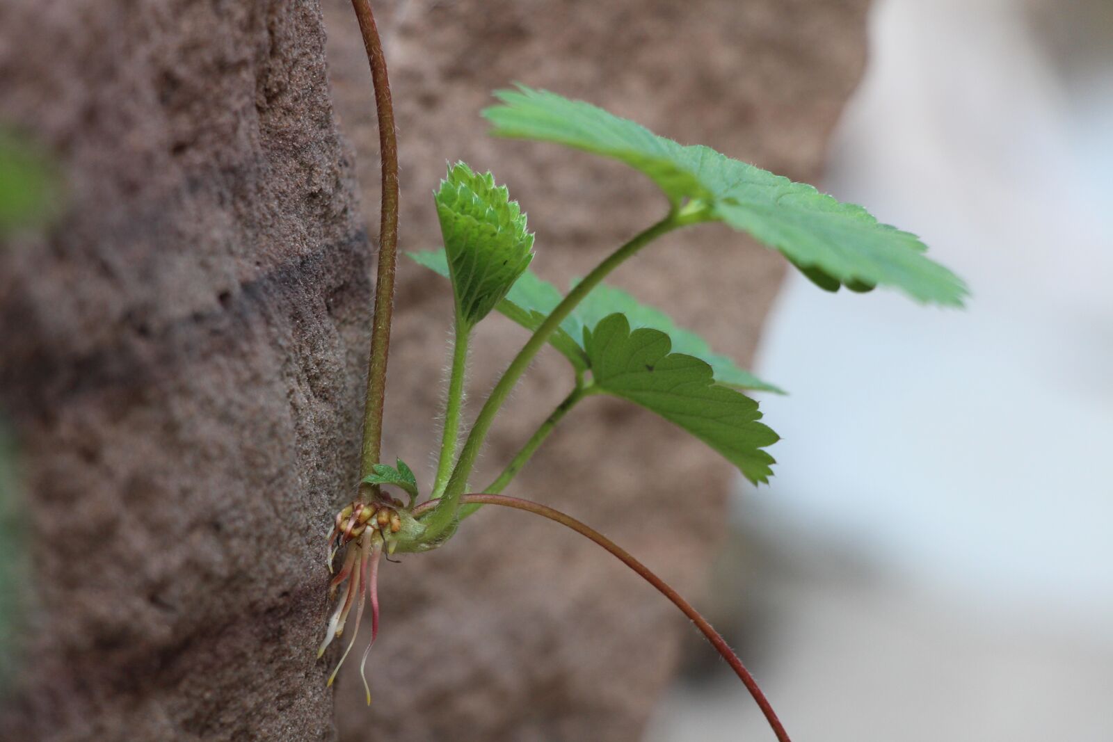 Canon EOS 700D (EOS Rebel T5i / EOS Kiss X7i) sample photo. Strawberry, seedling, green photography