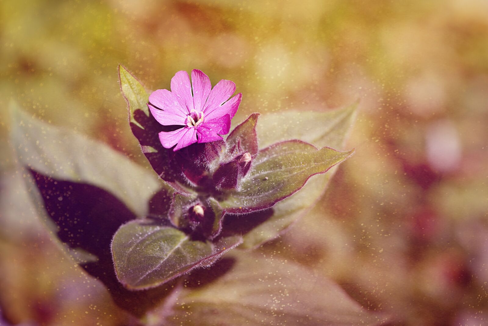 Nikon D750 sample photo. Nature, flower, plant photography