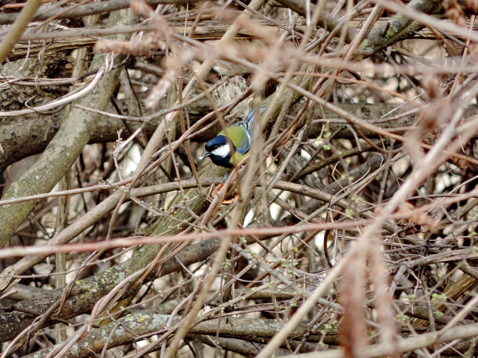 Nikon Coolpix P520 sample photo. Colorful, shrub, wildlife, nature photography