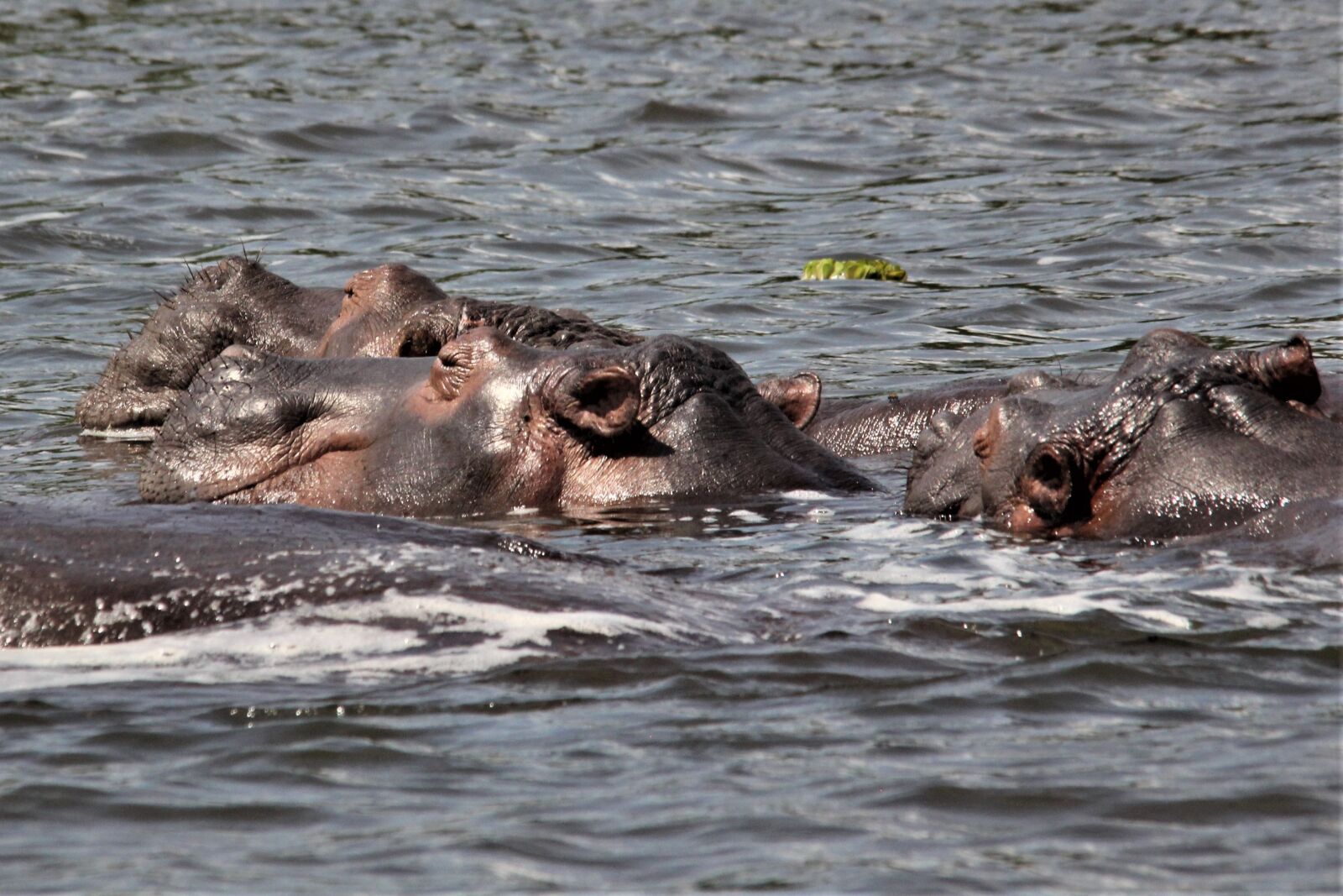 Canon EOS 60D sample photo. Common, hippo, with a photography