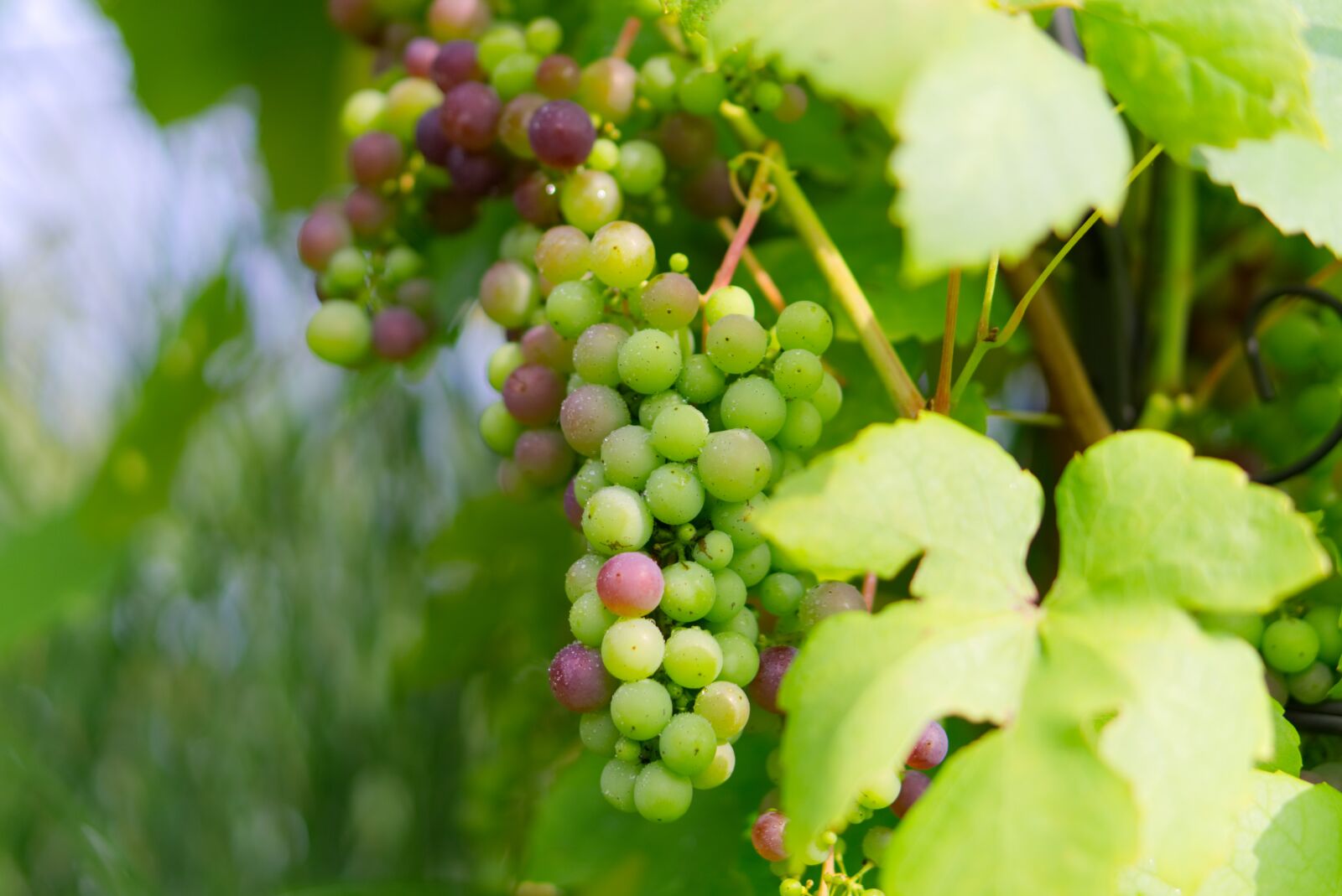 E 50mm F1.8 OSS sample photo. Grapes, green grapes, green photography