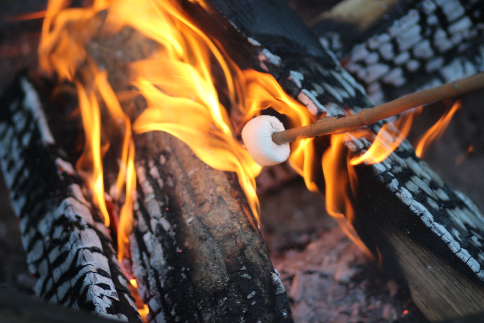 Canon EF 85mm F1.8 USM sample photo. Black, brown, fire, marshmallow photography