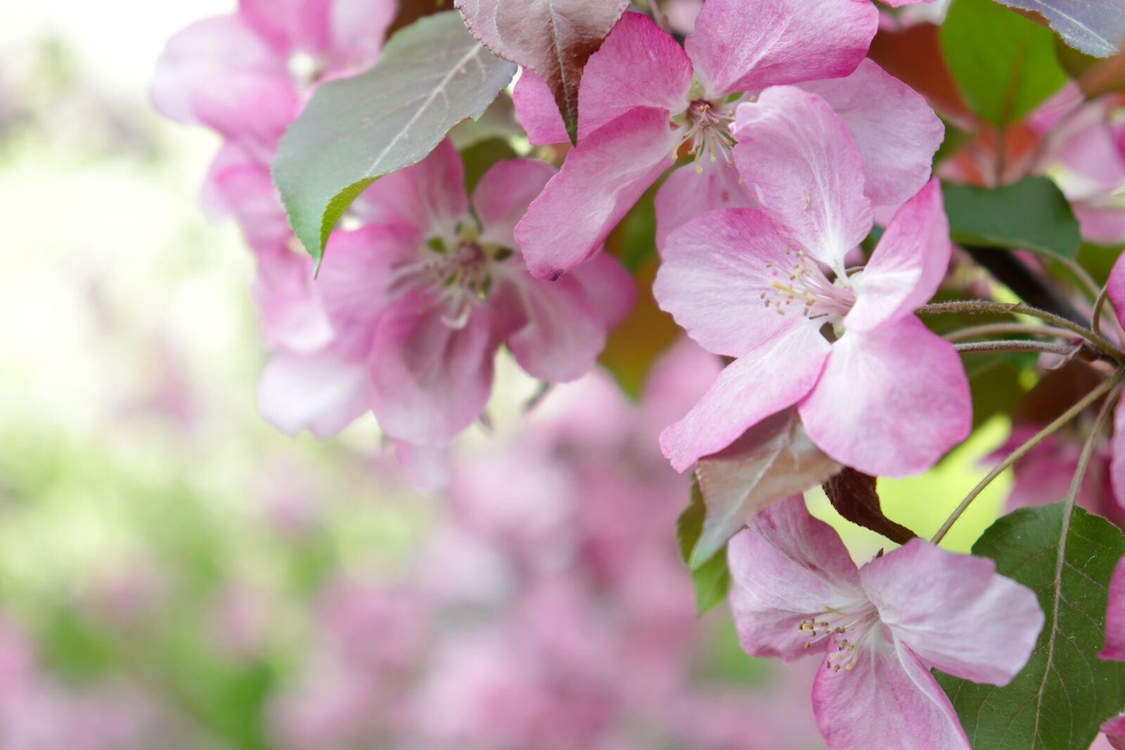 Canon EOS 200D (EOS Rebel SL2 / EOS Kiss X9) sample photo. Apple tree, flowers, spring photography