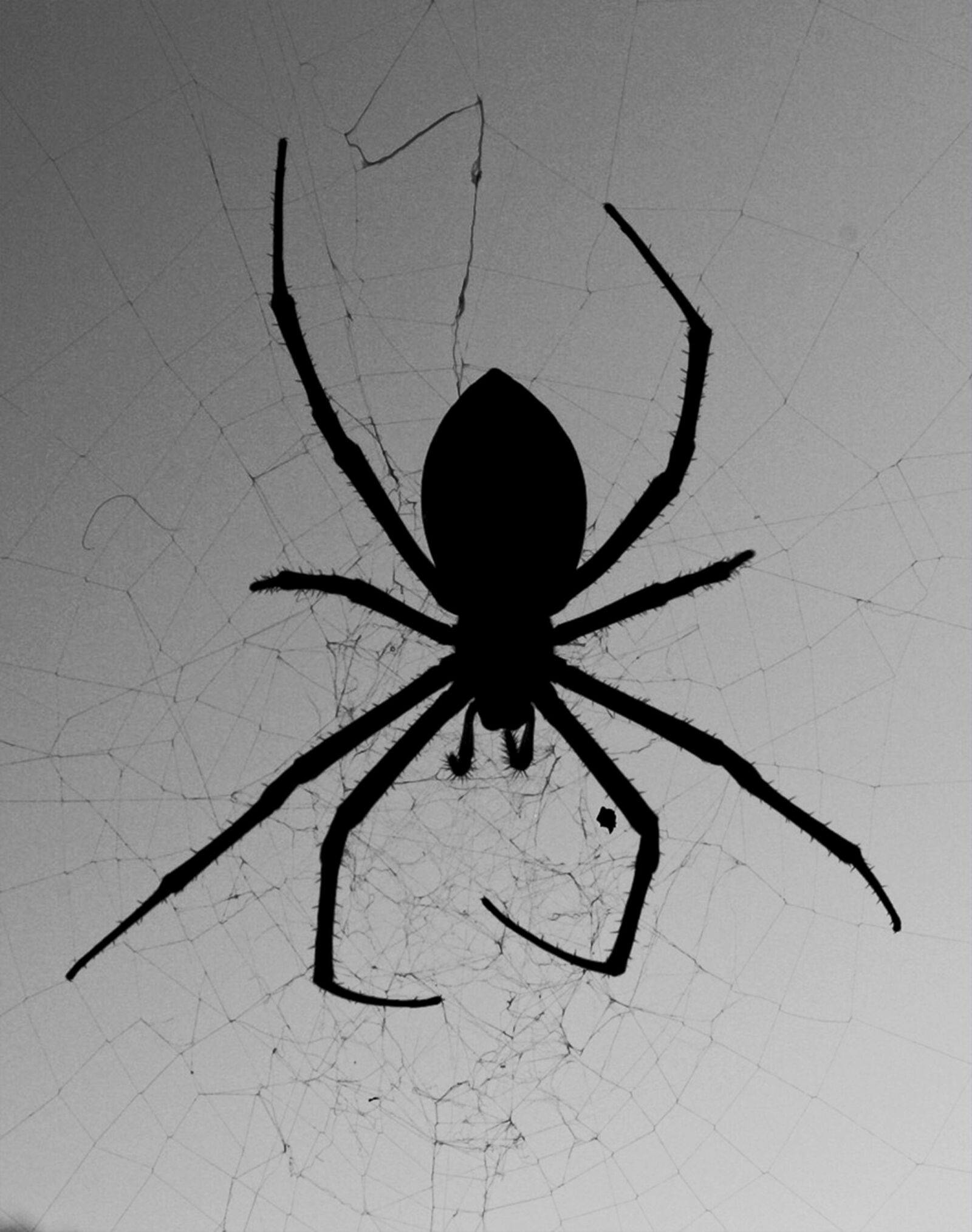 Canon EOS 1000D (EOS Digital Rebel XS / EOS Kiss F) sample photo. Spider, web, silhouette photography
