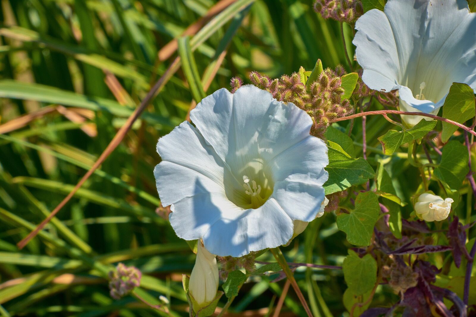 Nikon D7200 sample photo. Flower, white, plant photography