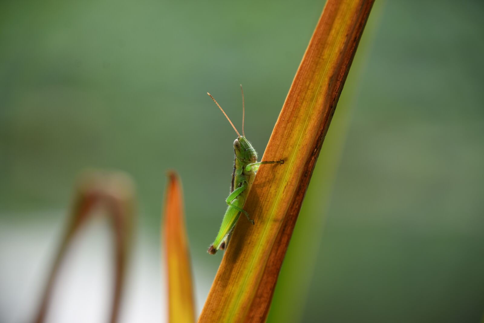 Nikon D7200 sample photo. Grasshopper, green, insect photography