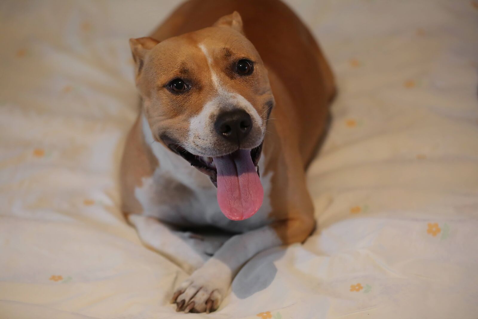 Canon EF 70-200mm F2.8L IS II USM sample photo. Tongue, dog, happiness, head photography