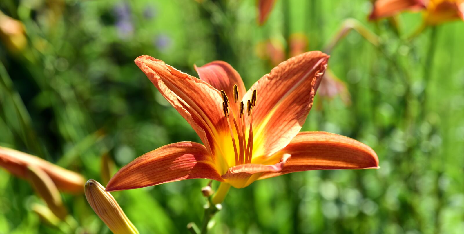 Nikon D750 sample photo. Lily, daylily, blossom photography