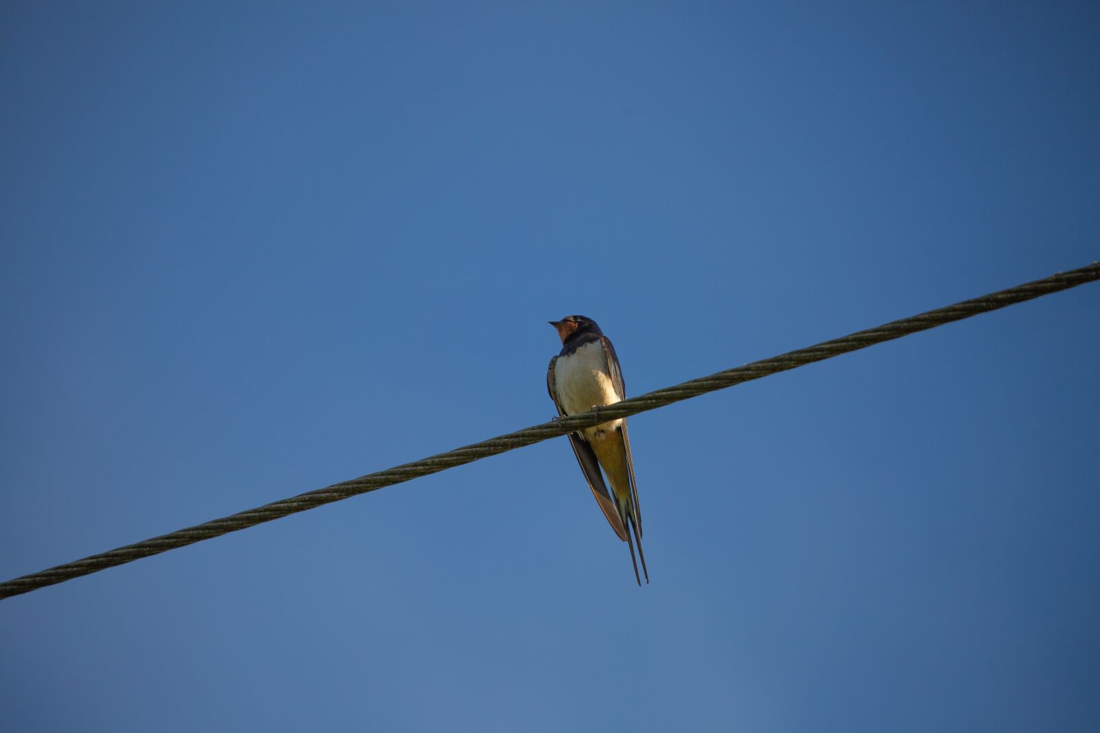 Canon EOS 5D Mark III sample photo. Swallow on a wire photography