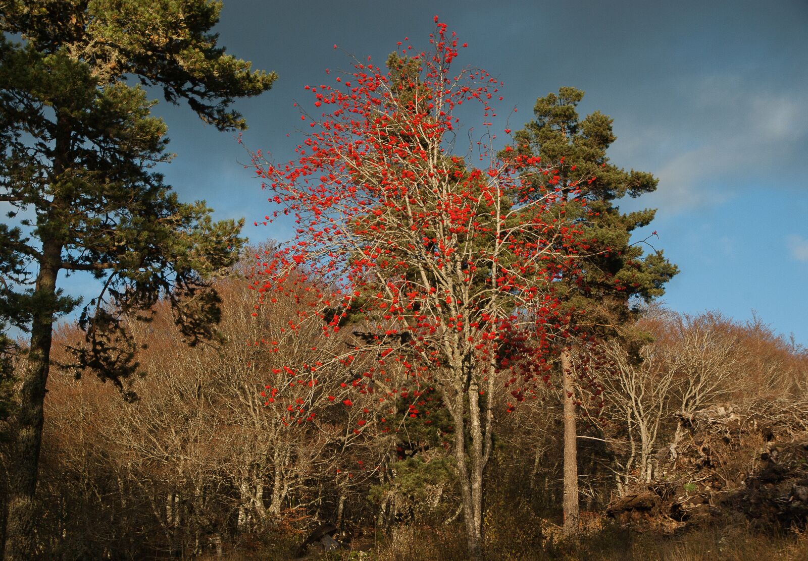 Pentax K10D sample photo. Trees, mountain ash, fir photography