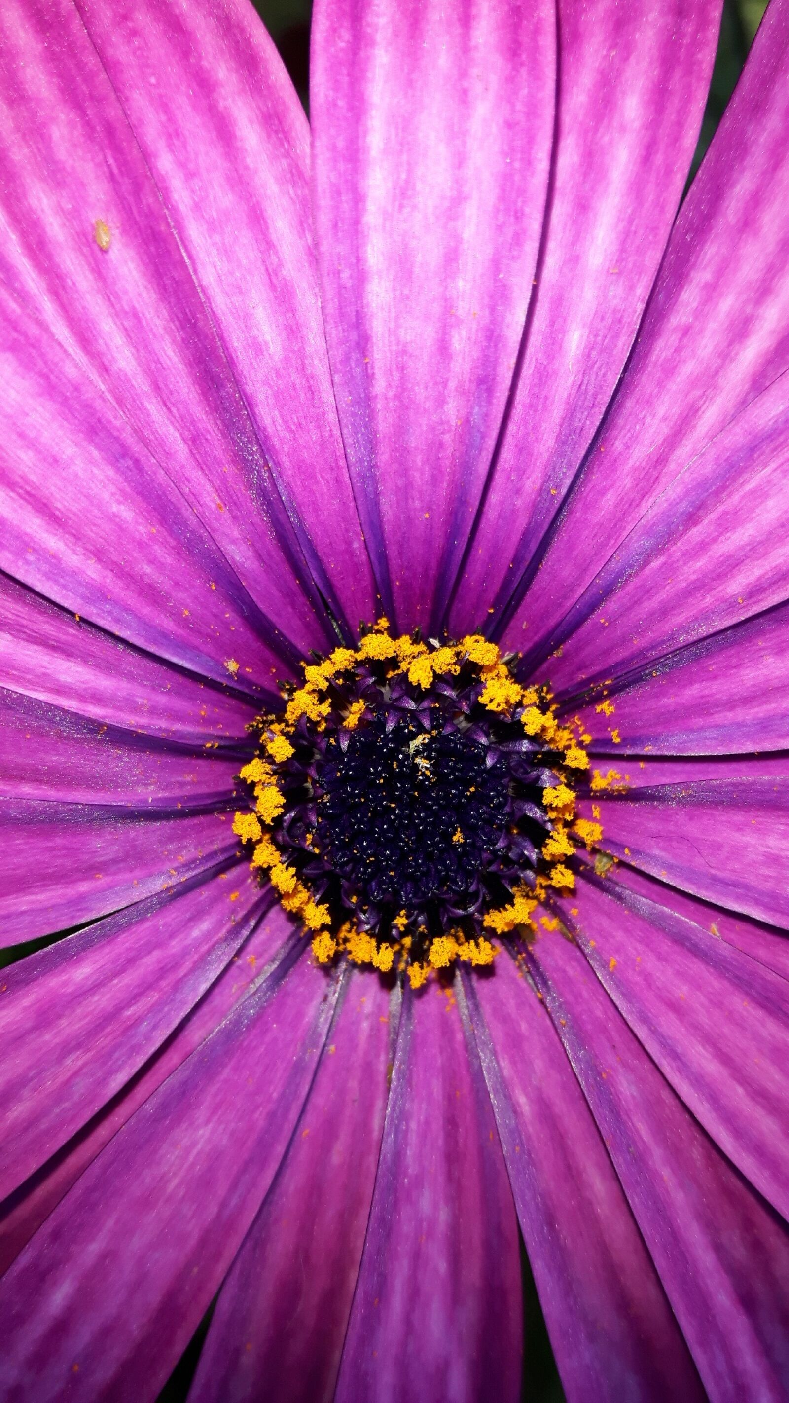 Samsung Galaxy S5 Neo sample photo. Flower, nature, wild flowers photography