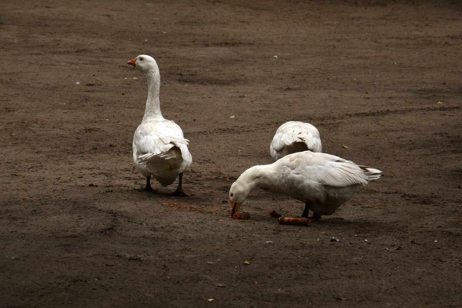 Nikon D3100 sample photo. Goose, geese, bird photography