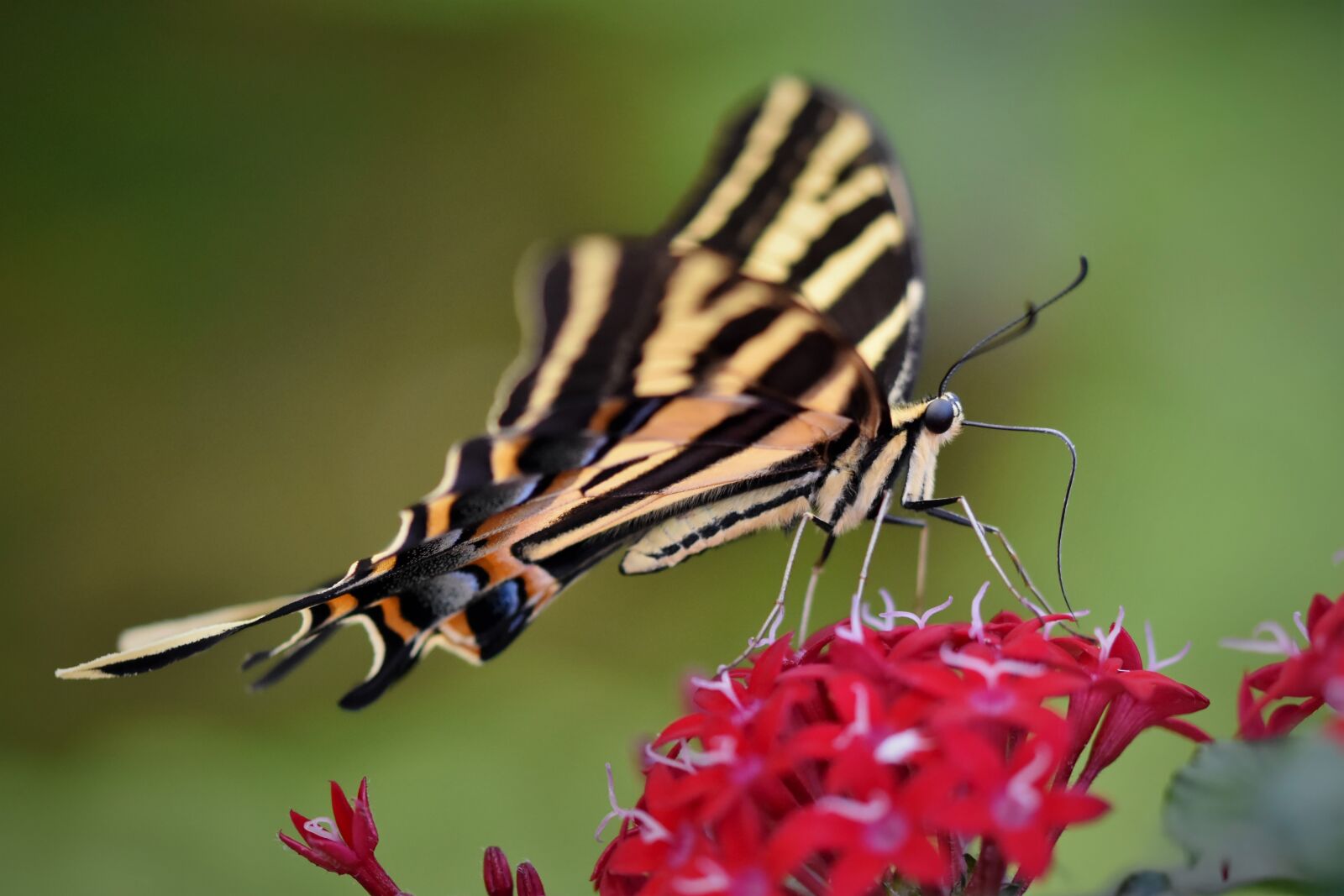 Nikon D7200 sample photo. Schwalbenschw nzchen, butterfly, tropical photography