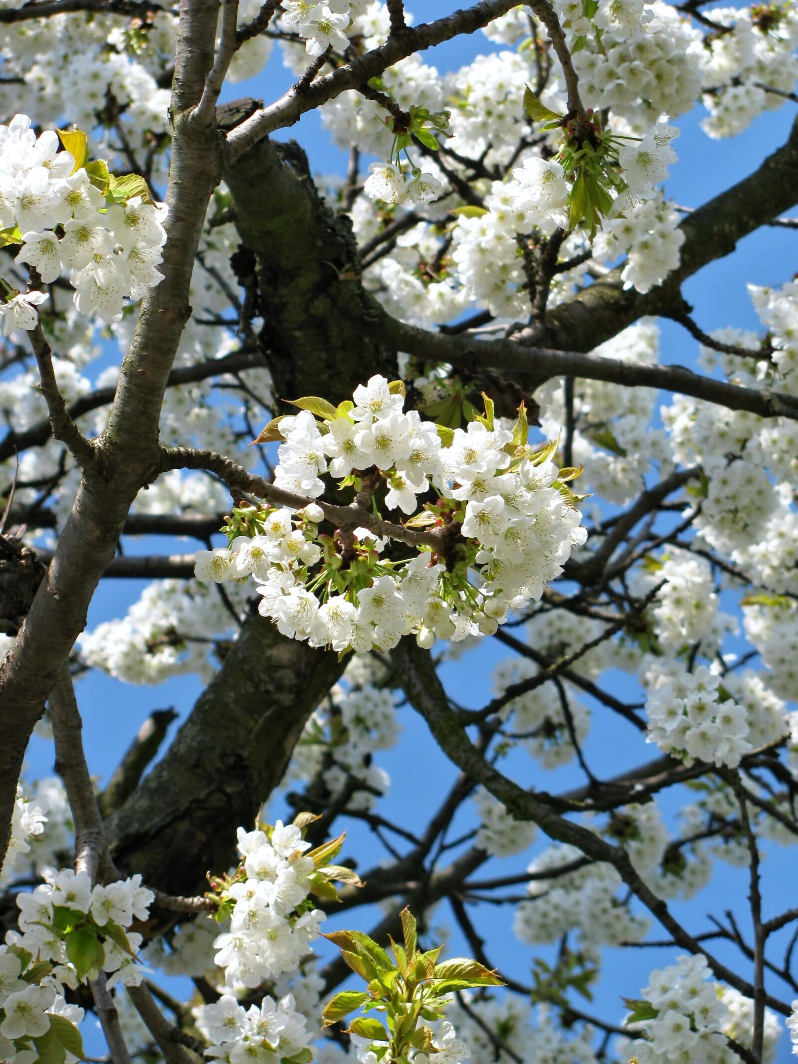 Canon PowerShot SX110 IS sample photo. Tree, blossom, blossoms photography