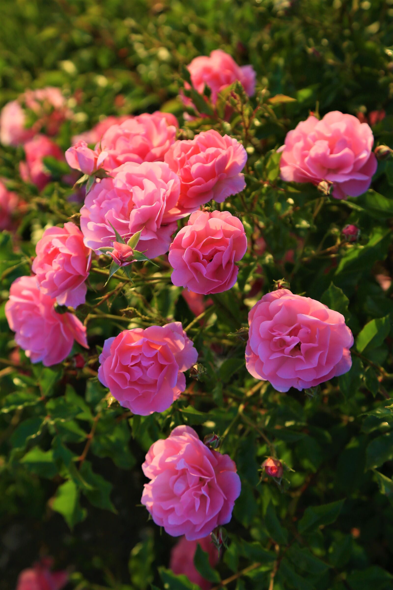 Canon EOS 5D Mark III sample photo. Rose, red, roses photography