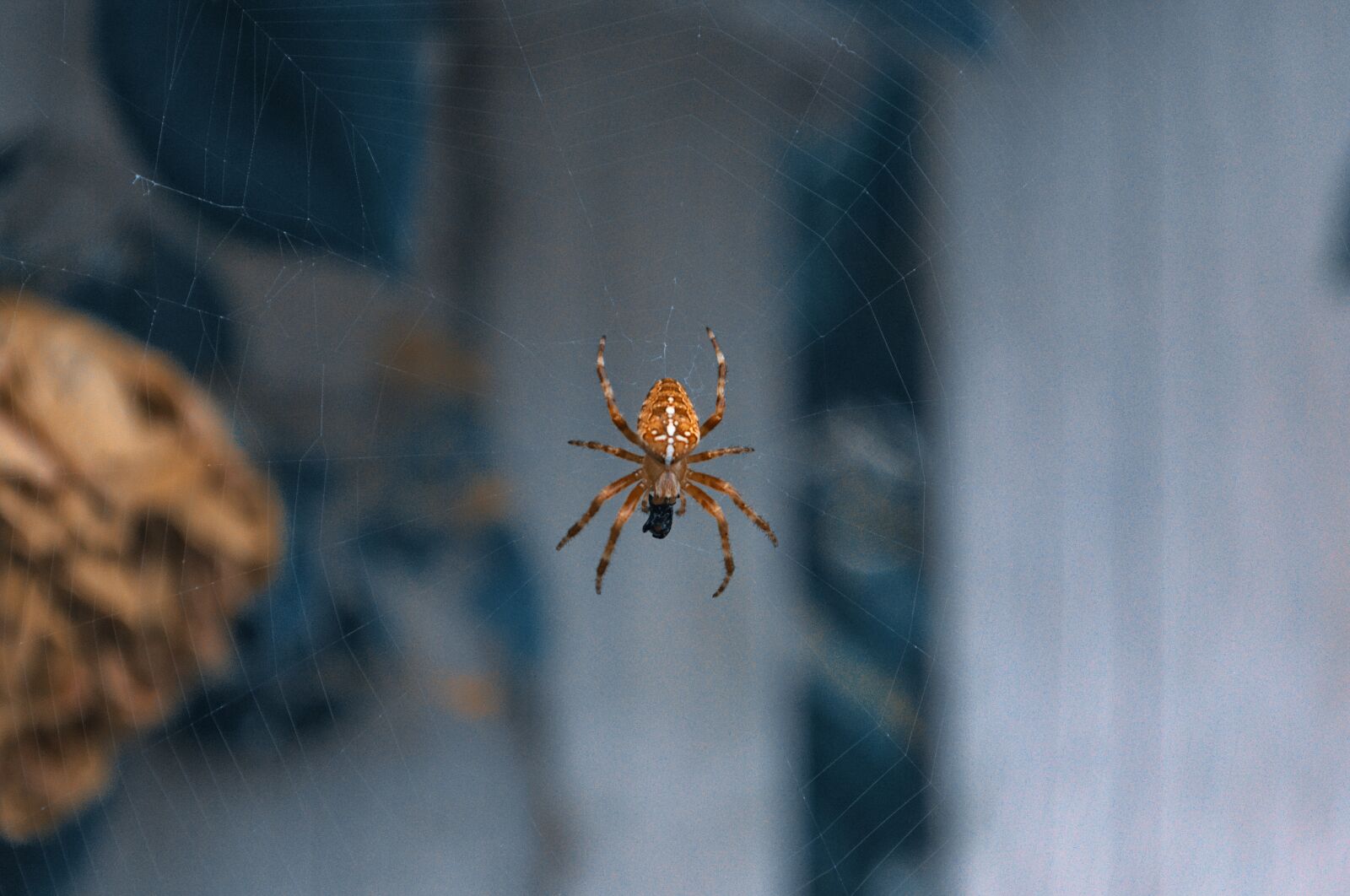 Nikon D3100 sample photo. Orb web spider, web photography