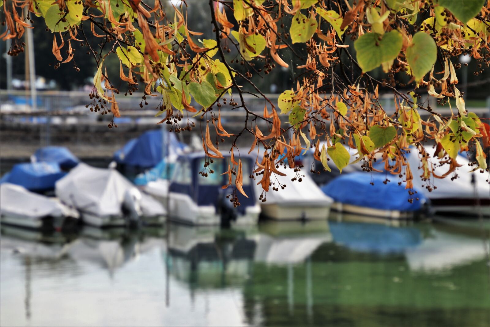 Canon EOS 80D sample photo. View, autumn, lake photography