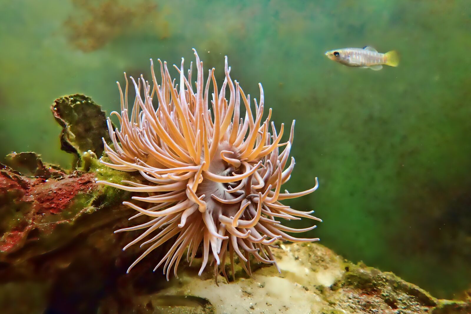 Olympus TG-3 sample photo. Underwater, nature, tropical photography