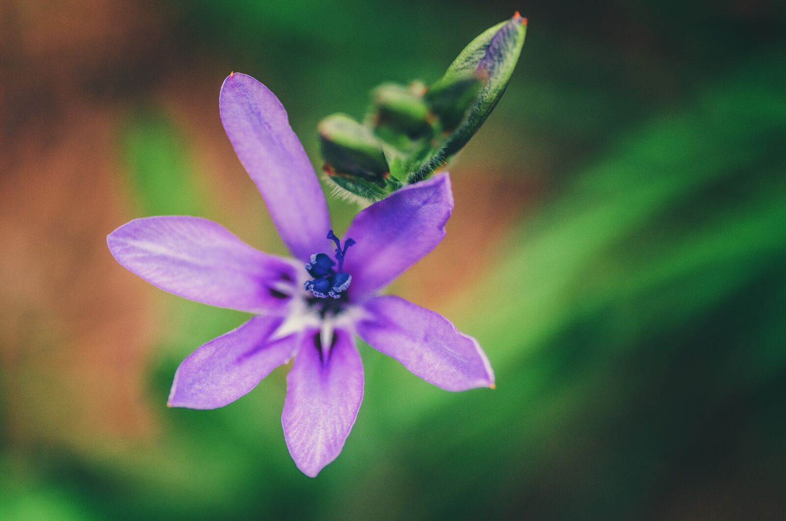 Tamron SP 90mm F2.8 Di VC USD 1:1 Macro sample photo. Flower, purple, green photography
