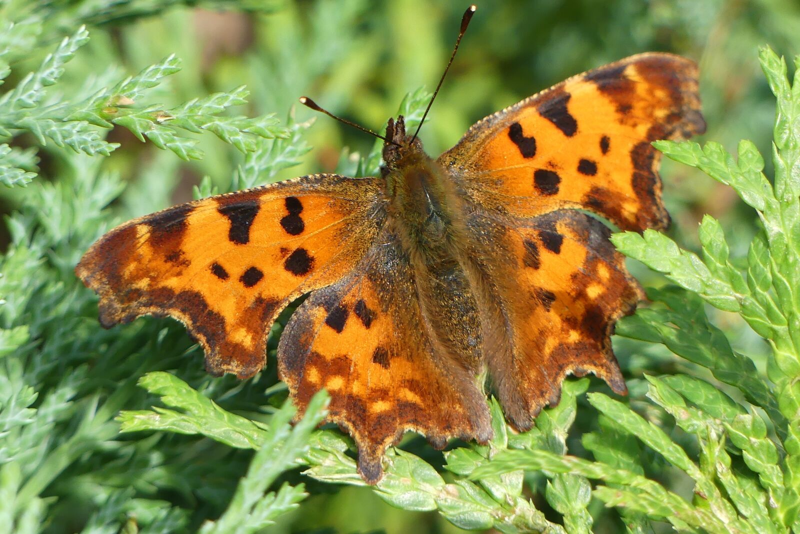 Panasonic Lumix DMC-FZ300 sample photo. C falter, butterfly, edelfalter photography