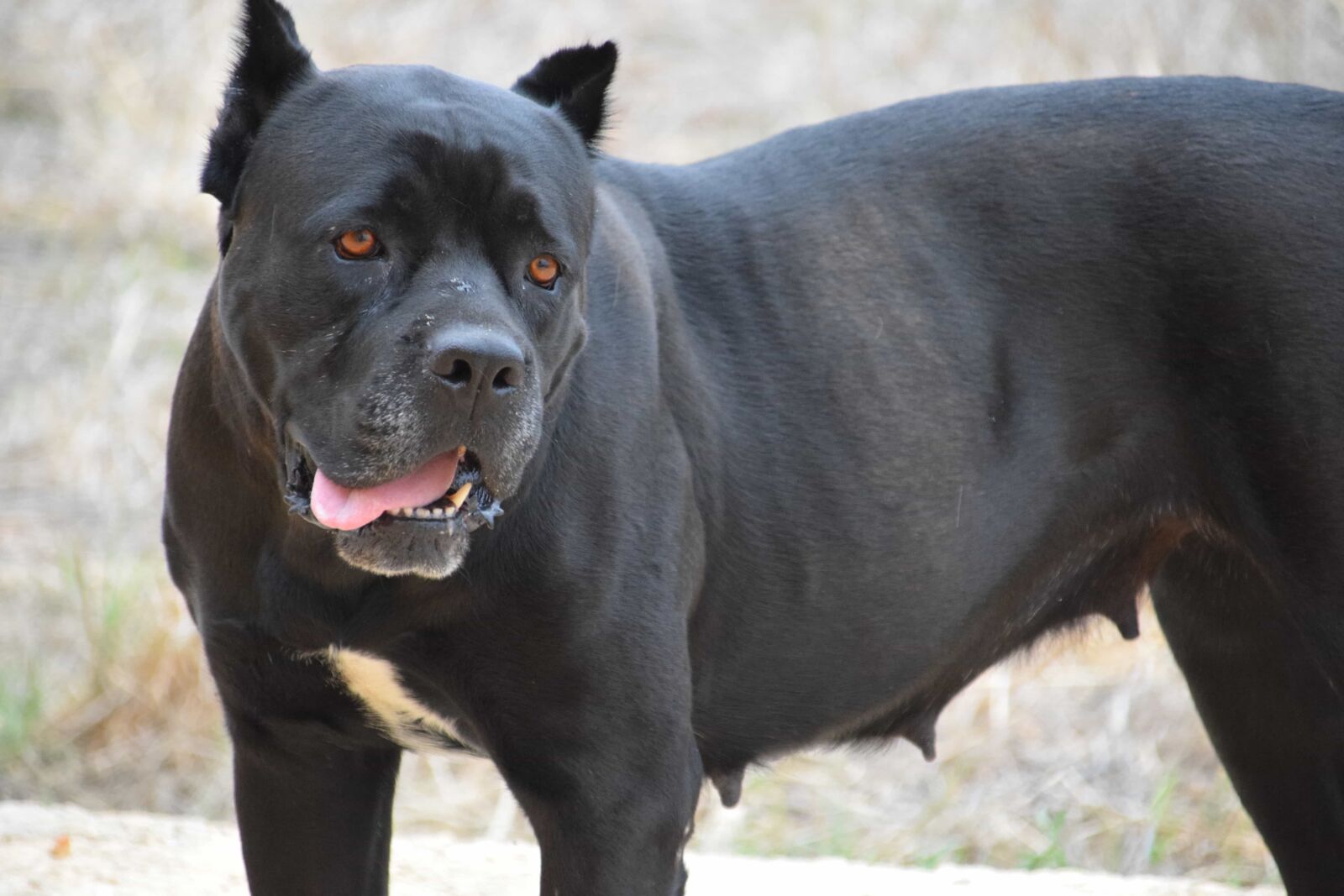 Nikon D3300 sample photo. Black dog, animal, ground photography