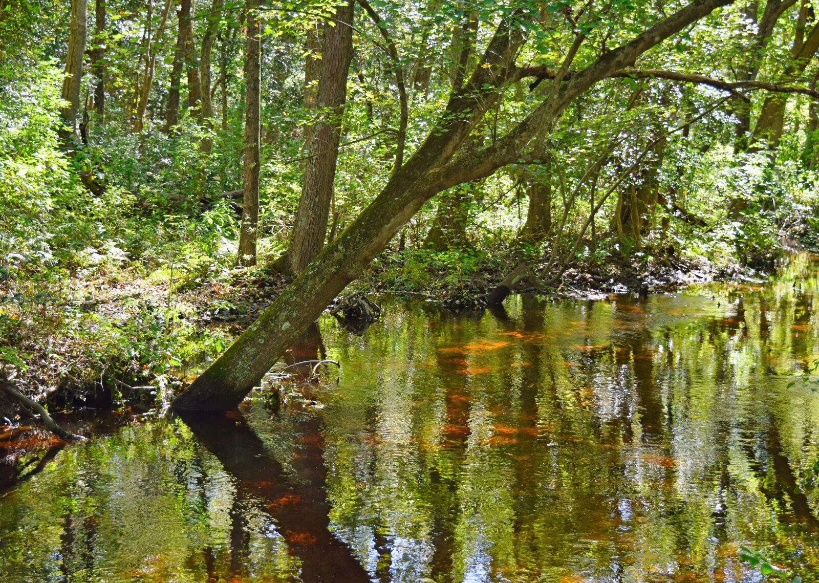 Nikon D3300 sample photo. Stream, woods, refection photography