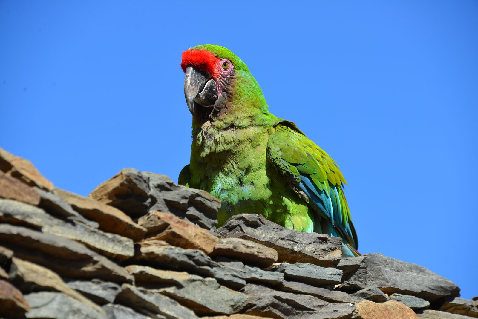 Nikon D800E sample photo. Parrot, bird in free photography
