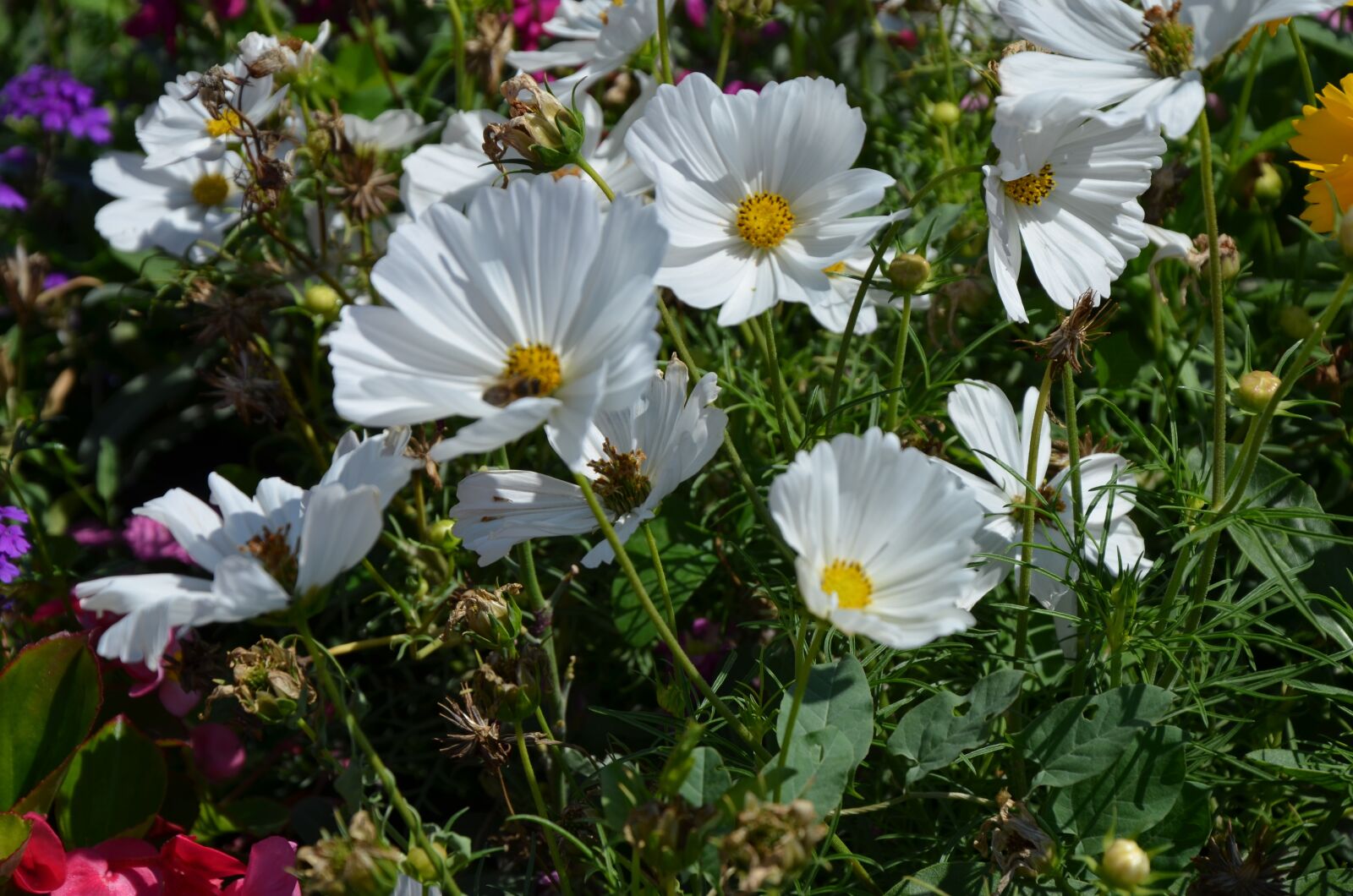 Nikon D5100 sample photo. Flowers, flower, summer photography