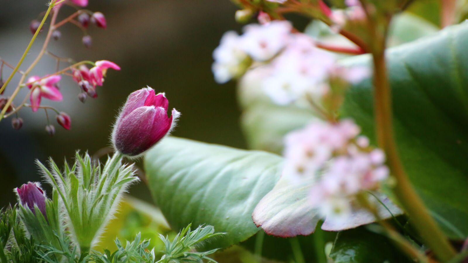 Canon EOS 6D sample photo. Spring, flowers, garden photography