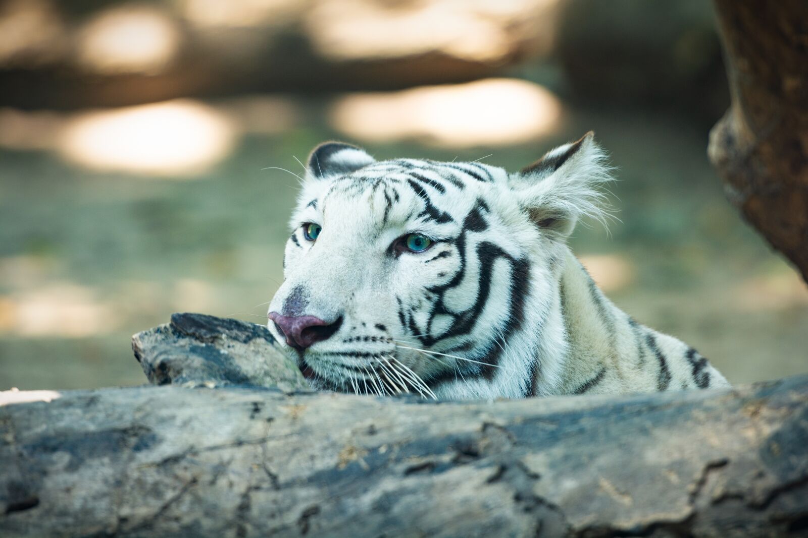 Nikon D7100 sample photo. Tiger, nature, animals photography