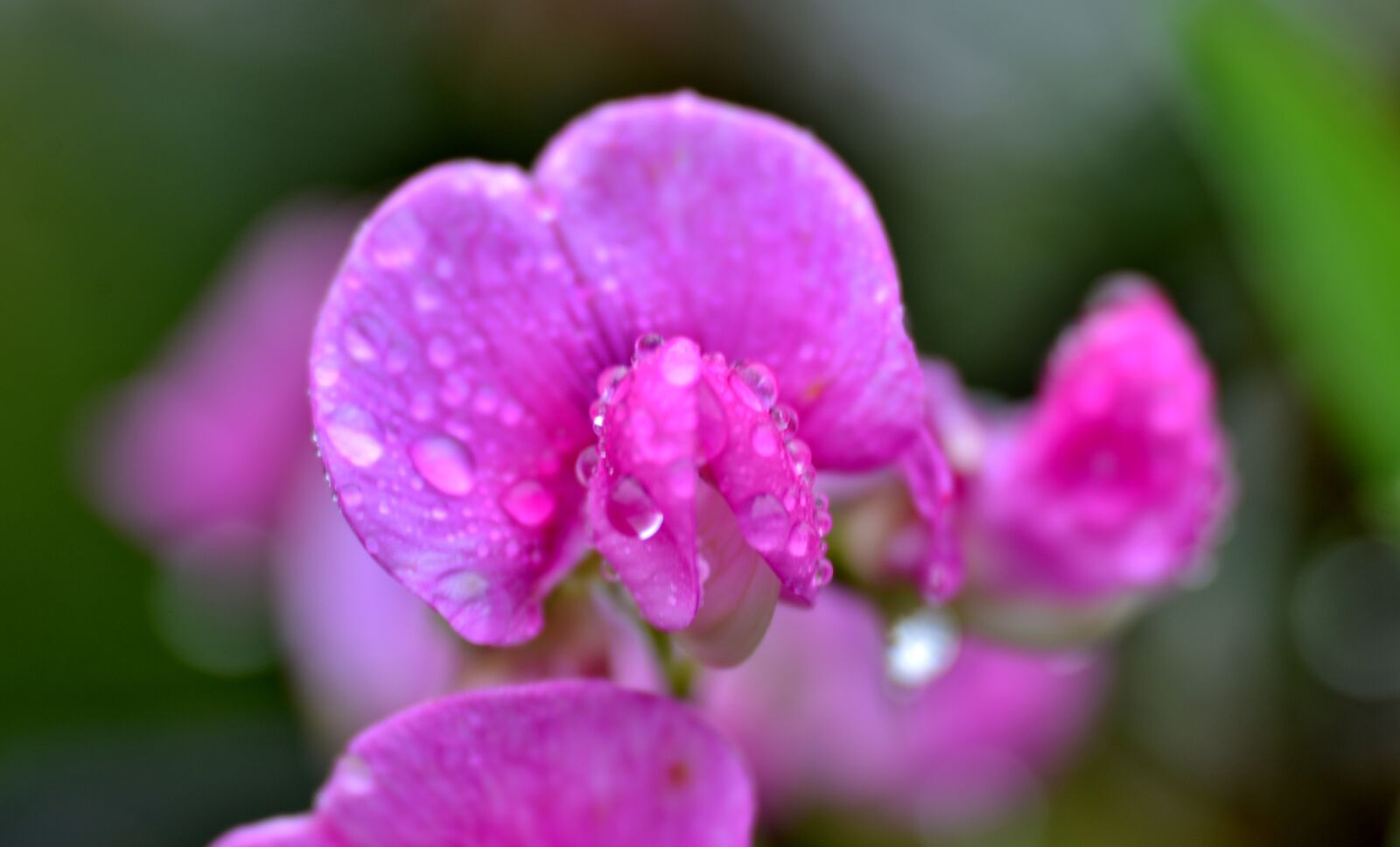 Nikon D600 sample photo. Lathyrus, sweet pea, raindrops photography